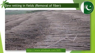 Dew retting in fields (Removal of fiber)
http://www.ahlabspk.com/IHP/
 