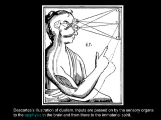 Descartes’s illustration of dualism. Inputs are passed on by the sensory organs  to the  epiphysis  in the brain and from there to the immaterial spirit.  