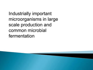 Industrially important
microorganisms in large
scale production and
common microbial
fermentation
 