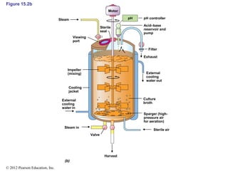 Figure 15.2b
Steam
Sterile
seal
Motor
pH pH controller
Acid–base
reservoir and
pump
Viewing
port
Filter
Exhaust
Impeller
(mixing)
Cooling
jacket
External
cooling
water in
External
cooling
water out
Culture
broth
Steam in
Valve
Harvest
Sparger (high-
pressure air
for aeration)
Sterile air
© 2012 Pearson Education, Inc.
 