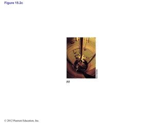 Figure 15.2c
© 2012 Pearson Education, Inc.
 