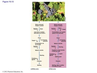 Figure 15.13
Stems removed
Grapes crushed
Must
Juice sits in contact
with skins for 16–24 h
Press
Yeast
White wine Red wine
Pomace
(discard)
Yeast
Fermentation vat
10–15 days
Aging 5 months
Racking
Clarifying
agents
Filtration
Bottling
Stems removed
Grapes crushed
Must
Fermentation vat 3 weeks
(pulp is not removed)
Press
Pomace
(discard)
Aging in barrels
Racking
Transfer to clean barrels
3 times per year
Clarifying
agents
2 years
Settling tank
Filtration
Bottling: Age in bottles
6 months or more
© 2012 Pearson Education, Inc.
 