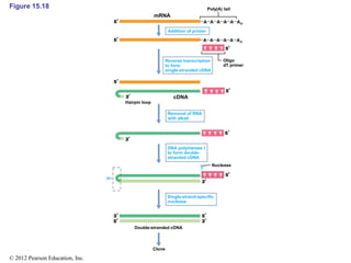 Figure 15.18
mRNA
cDNA
Addition of primer
Reverse transcription
to form
single-stranded cDNA
Removal of RNA
with alkali
DNA polymerase I
to form double-
stranded cDNA
Single-strand-specific
nuclease
Poly(A) tail
Oligo
dT primer
Hairpin loop
Double-stranded cDNA
Clone
Nuclease
© 2012 Pearson Education, Inc.
 