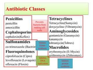Antibiotic Classes
Penicillins
penicillin
amoxicillin
Cephalosporins
cephalexin(Keflex)
Sulfonamides
co-trimoxazole (Bactrim)
Fluoroquinolones
ciprofolxacin (Cipro)
levofloxacin (Levaquin)
ofloxacin (Floxin)
Tetracyclines
Tetracycline(Sumycin)
doxycycline (Vibramycin)
Aminoglycosides
gentamicin (Garamycin)
kanamycin
tobramycin(Tobrex)
Macrolides
erythromycin (E-Mycin)
azithromycin (Zithromax)
Prevents
bacteria from
making cell
walls
Inhibits
DNA
replication
Inhibits
protein
synthesis
Inhibits
Folate
synthesis
 