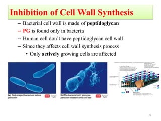 Inhibition of Cell Wall Synthesis
– Bacterial cell wall is made of peptidoglycan
– PG is found only in bacteria
– Human cell don’t have peptidoglycan cell wall
– Since they affects cell wall synthesis process
• Only actively growing cells are affected
29
 