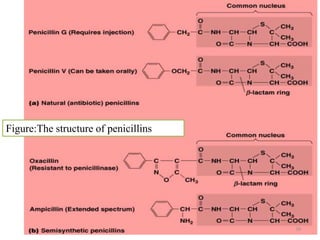 30
Figure:The structure of penicillins
 