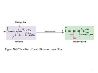 31
Figure 20.8 The effect of penicillinase on penicillins
 