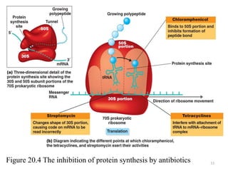 33
Figure 20.4 The inhibition of protein synthesis by antibiotics
 