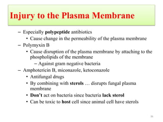 Injury to the Plasma Membrane
– Especially polypeptide antibiotics
• Cause change in the permeability of the plasma membrane
– Polymyxin B
• Cause disruption of the plasma membrane by attaching to the
phospholipids of the membrane
– Against gram negative bacteria
– Amphotericin B, miconazole, ketoconazole
• Antifungal drugs
• By combining with sterols … disrupts fungal plasma
membrane
• Don’t act on bacteria since bacteria lack sterol
• Can be toxic to host cell since animal cell have sterols
36
 