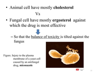 • Animal cell have mostly cholesterol
Vs
• Fungal cell have mostly ergosterol against
which the drug is most effective
– So that the balance of toxicity is tilted against the
fungus
37
Figure. Injury to the plasma
membrane of a yeast cell
caused by an antifungal
drug, miconazole
 
