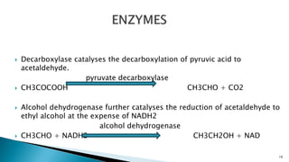  Decarboxylase catalyses the decarboxylation of pyruvic acid to
acetaldehyde.
pyruvate decarboxylase
 CH3COCOOH CH3CHO + CO2
 Alcohol dehydrogenase further catalyses the reduction of acetaldehyde to
ethyl alcohol at the expense of NADH2
alcohol dehydrogenase
 CH3CHO + NADH2 CH3CH2OH + NAD
16
 