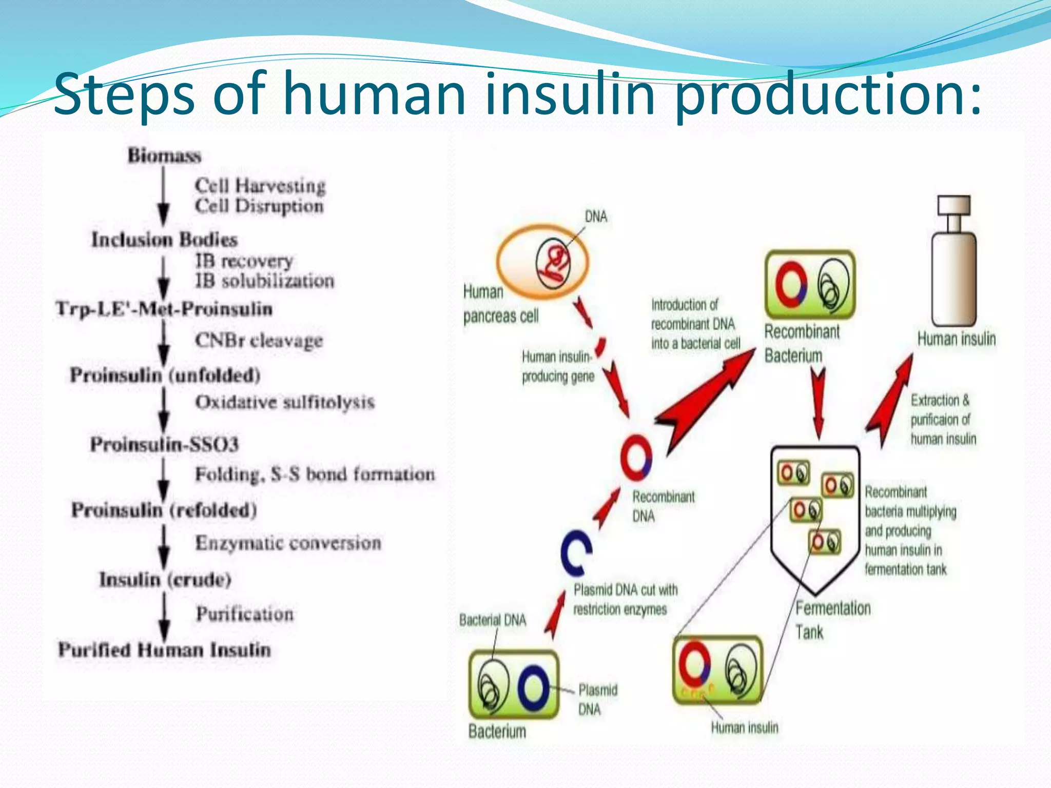 Industrial production of insulin. | PPTX