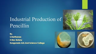 Industrial Production of
Pencillin
 