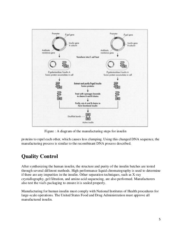 Industrial production of human insulin