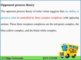 Opponent process theory
The opponent process theory of color vision suggests that our ability to
perceive color is controlled by three receptor complexes with opposing
actions. These three receptors complexes are the red-green complex, the
blue-yellow complex, and the black-white complex.
 