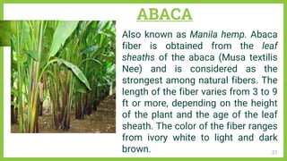 Example Of Abaca INDUSTRIAL RAW MATERIALS OF PHILIPPINES | PPTX