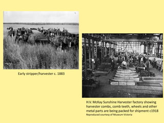 Early stripper/harvester c. 1883




                                   H.V. McKay Sunshine Harvester factory showing
                                   harvester combs, comb teeth, wheels and other
                                   metal parts are being packed for shipment c1918
                                   Reproduced courtesy of Museum Victoria
 