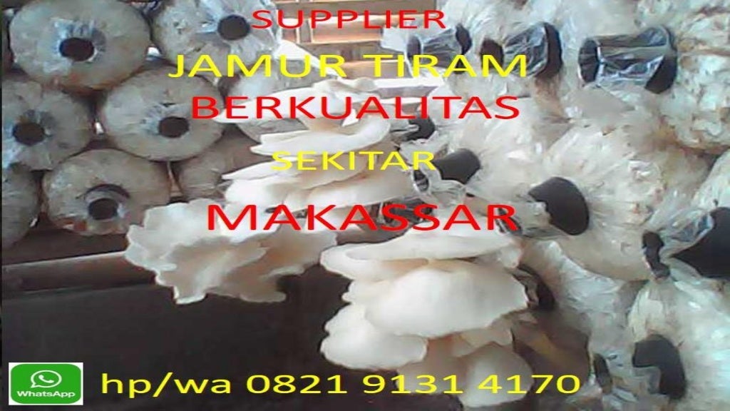 hp/wa 0821 9131 4170 Beli Jamur Tiram Super Di Makassar