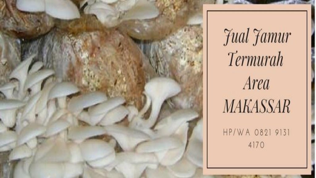 hp/wa 0821 9131 4170 Harga Jamur Tiram Online Di Makassar