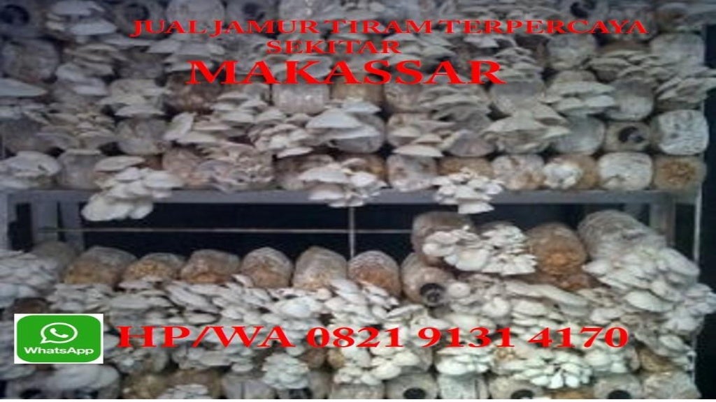 hp/wa 0821 9131 4170 Harga Jamur Tiram Online Di Makassar