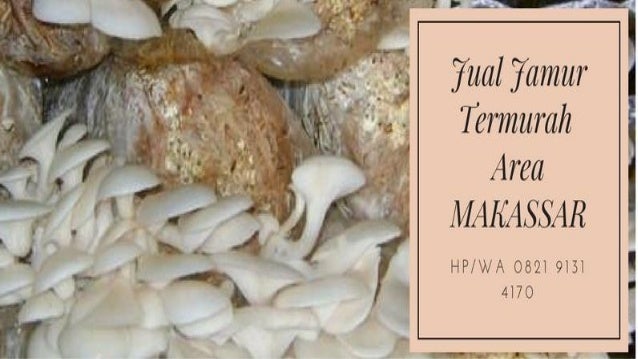 Jual Bibit Jamur Tiram Coklat F2 Kota Cimahi Cb Mushroom