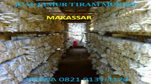 Rumah Jamur Tiram Makassar Guide Youtube