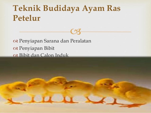 industri pembibitan ayam ras industri pembibitan ayam ras