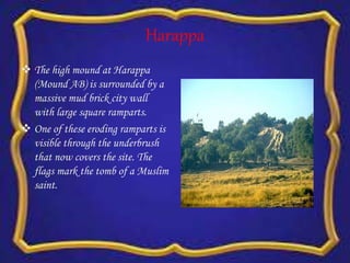 Harappa
 The high mound at Harappa
(Mound AB) is surrounded by a
massive mud brick city wall
with large square ramparts.
 One of these eroding ramparts is
visible through the underbrush
that now covers the site. The
flags mark the tomb of a Muslim
saint.
 