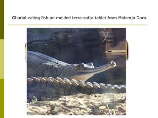 Gharial eating fish on molded terra-cotta tablet from Mohenjo Daro.
 