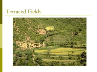 Terraced Fields
 