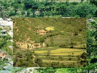 Terraced Fields

 