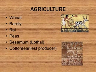 AGRICULTURE
• Wheat
• Barely
• Rai
• Peas
• Sesamum (Lothal)
• Cotton(earliest producer)
 