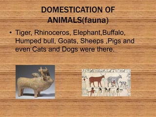 DOMESTICATION OF
ANIMALS(fauna)
• Tiger, Rhinoceros, Elephant,Buffalo,
Humped bull, Goats, Sheeps ,Pigs and
even Cats and Dogs were there.
 