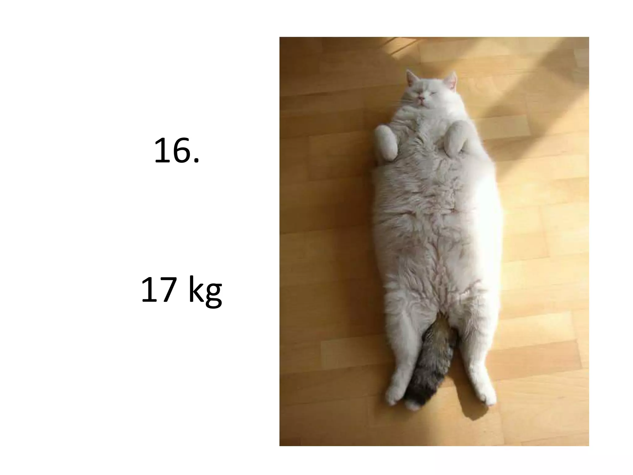 16. 17 kg