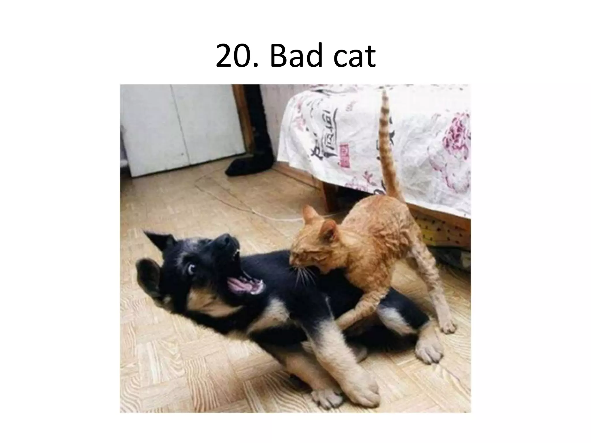 20. Bad cat