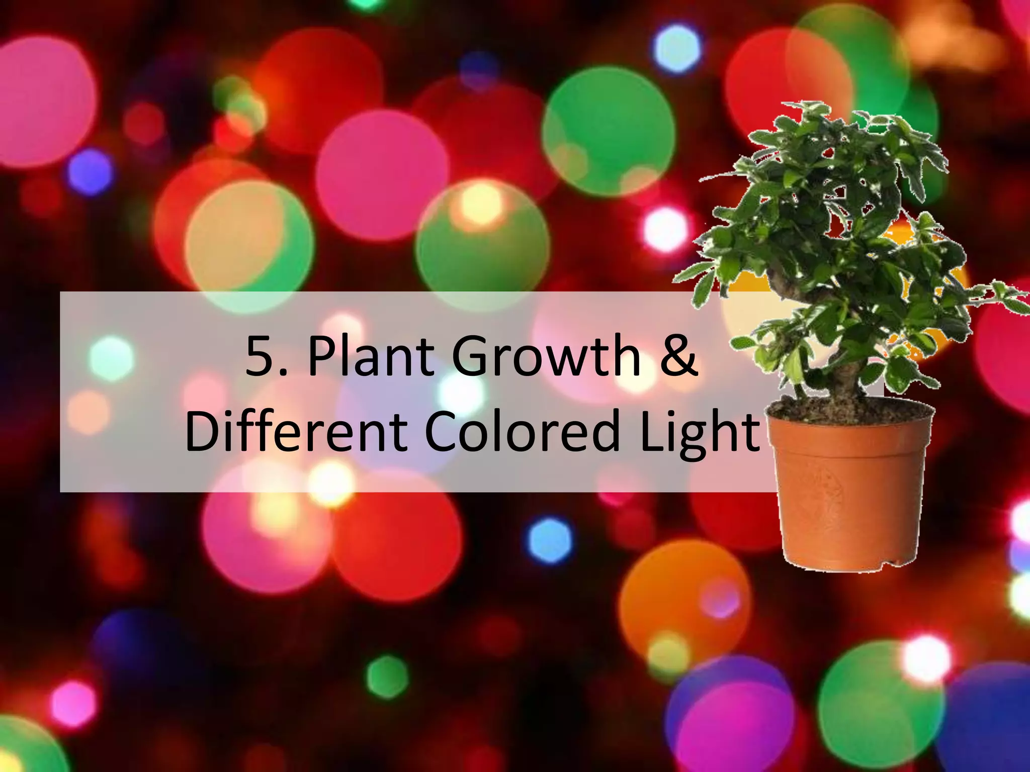 5. Plant Growth &Different Colored Light