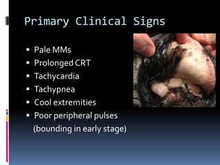 Primary Clinical Signs
 Pale MMs
 Prolonged CRT
 Tachycardia
 Tachypnea
 Cool extremities
 Poor peripheral pulses
(bounding in early stage)
 