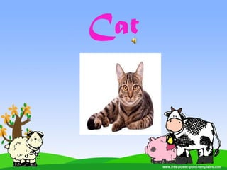 Cat
 
