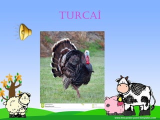 TURCAÍ
 