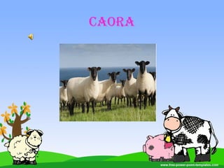CAORA
 
