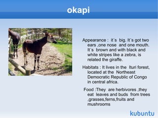 okapi ,[object Object]