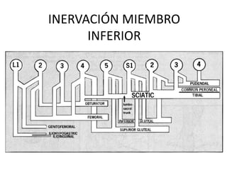 INERVACIÓN MIEMBRO
INFERIOR
 