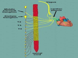Inervación cardiaca
