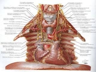 Inervación cardiaca