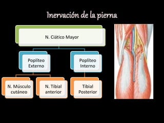 N. Ciático Mayor 
Poplíteo 
Externo 
N. Músculo 
cutáneo 
N. Tibial 
anterior 
Poplíteo 
Interno 
Tibial 
Posterior 
 