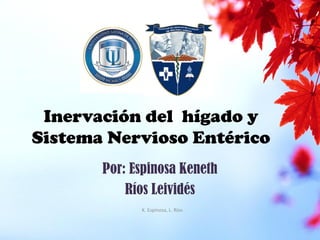 Inervación del hígado y
Sistema Nervioso Entérico
Por: Espinosa Keneth
Ríos Leividés
K. Espinosa, L. Ríos
 