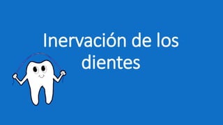 Inervación de los
dientes