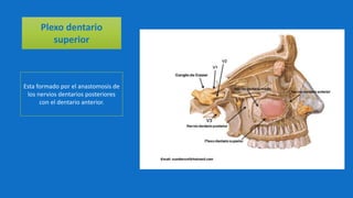 Plexo dentario
superior
Esta formado por el anastomosis de
los nervios dentarios posteriores
con el dentario anterior.