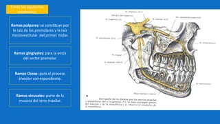 Emite las siguientes
colaterales:
Ramas pulpares: se constituye por
la raíz de los premolares y la raíz
mesiovestitular del primer molar.
Ramas gingivales: para la encía
del sector premolar.
Ramas Oseas: para el proceso
alveolar correspondiente.
Ramas sinusales: parte de la
mucosa del seno maxilar.
