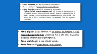 Inervación de los dientes